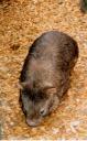 wombat-small.jpg
